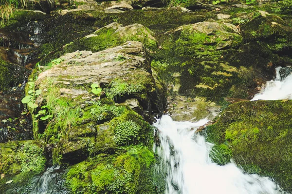 Naturaleza Los Cárpatos Ucranianos Verano Árboles Verdes Cascada Bahía —  Fotos de Stock