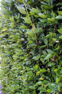 Hırvatistan Adriyatik Denizi Lavra tuz deniz kıyısında bırakır..