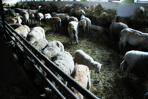 Troupeau Moutons Dans Clôture Manger Foin Vie Rurale — Photo