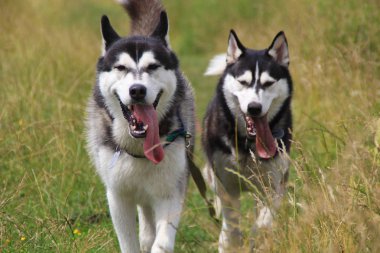 İki husky yürüyüş alanında. Kız ve erkek husky. Yaz Köyü.