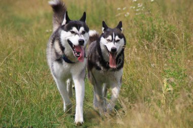 İki husky yürüyüş alanında. Kız ve erkek husky. Yaz Köyü.