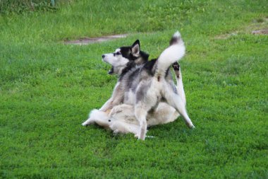 Dış yapraklar ve laika yeşil çimenlerin üzerinde oynamak. İki köpek oyunu.
