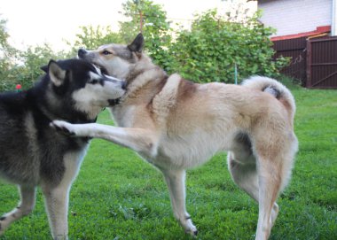 Dış yapraklar ve laika yeşil çimenlerin üzerinde oynamak. İki köpek oyunu.