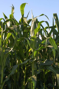 Alanında yeşil mısır hasat.