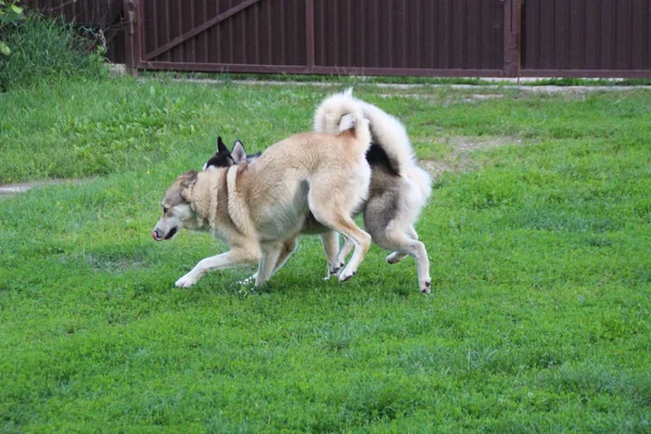 Husky Laika Juegan Césped Verde Juego Dos Perros —  Fotos de Stock