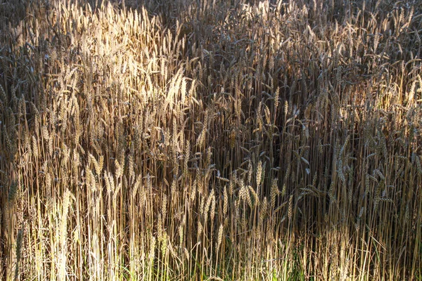 Kultaisen Vehnän Sato Pellolla — kuvapankkivalokuva