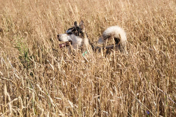 Żniwa Pszenicy Złotej Polu Husky — Zdjęcie stockowe