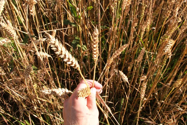 Sklizeň Pšenice Golden Oblasti Rukou — Stock fotografie