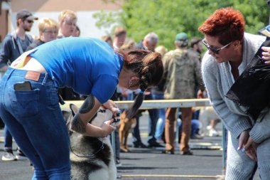 Köpek sergi Lviv şehir. Yüzük Husky halka eğitim. Yargıçlar doğurmak değerlendirmek.