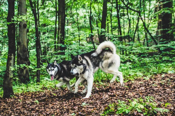 つのハスキー犬の男の子と女の子のゲームをプレイします 犬と歩きます クレイジー ハスキー顔 — ストック写真