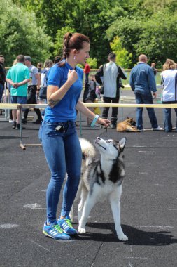 Köpek sergi Lviv şehir. Yüzük Husky halka eğitim. Yargıçlar doğurmak değerlendirmek.