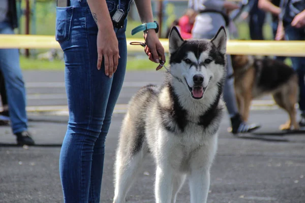 Exposición Perros Ciudad Lviv Anillo Entrenamiento Husky Ring Los Jueces —  Fotos de Stock