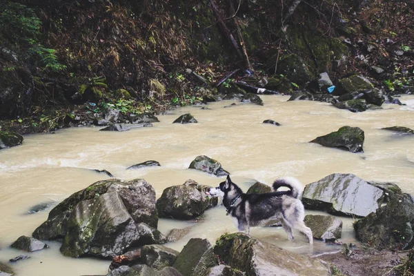 Lluvia Montañas Viajar Desde Husky Pantano Río Sucio Húmedo Perro —  Fotos de Stock