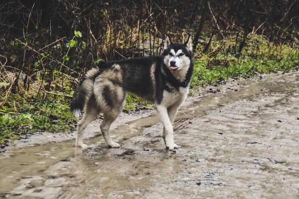 雨と山です ハスキーからの旅行します 沼と川 汚れや濡れ犬 — ストック写真