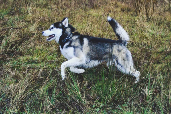 Lluvia Montañas Viajar Desde Husky Pantano Río Sucio Húmedo Perro —  Fotos de Stock