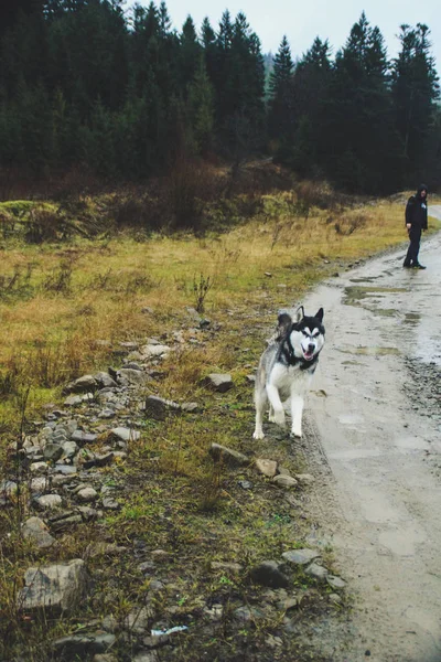 Regen Bergen Reis Van Husky Swamp Rivier Vuil Natte Hond — Stockfoto