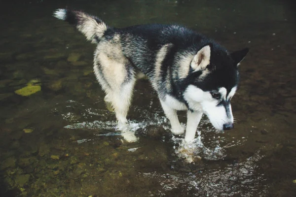 雨和山 从赫斯基旅行 沼泽和河流 肮脏和湿的狗 — 图库照片
