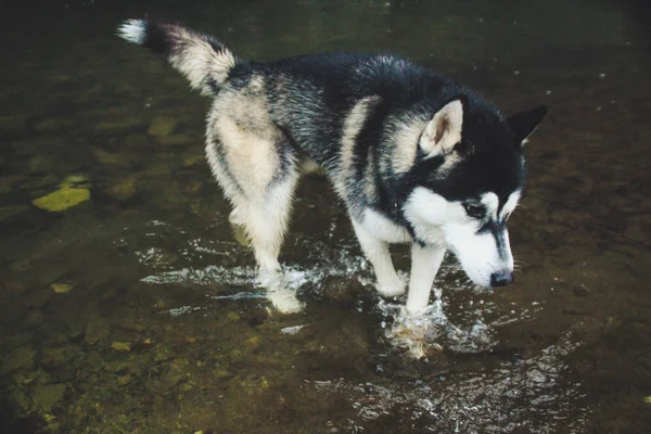 Déšť Hory Cestování Husky Bažiny Řeky Špinavý Mokrý Pes — Stock fotografie