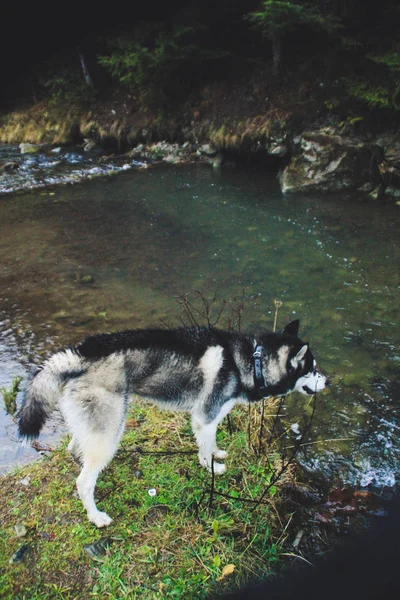 雨と山です ハスキーからの旅行します 沼と川 汚れや濡れ犬 — ストック写真