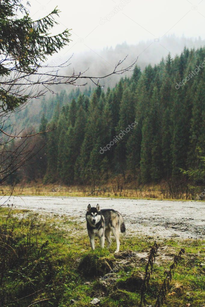 Rain and mountains. Travel from Husky. Swamp and river. Dirty and wet dog.