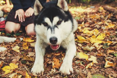 Siberian dış yapraklar sonbaharda ormanın içinde. Sarı tüylü yapraklar. Siyah ve beyaz köpek