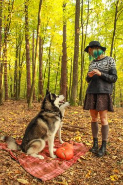 Onların metresi ile sonbahar ormandaki iki Siberian dış yapraklar yürüyüş. Örme kazak ve etek tozluk ile şapkalı kız. Siyah ve beyaz köpek ve tüylü yaprakları.