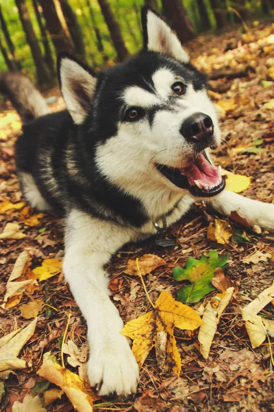 Husky Siberiano Bosque Otoño Hojas Amarillas Emplumadas Perro Blanco Negro —  Fotos de Stock