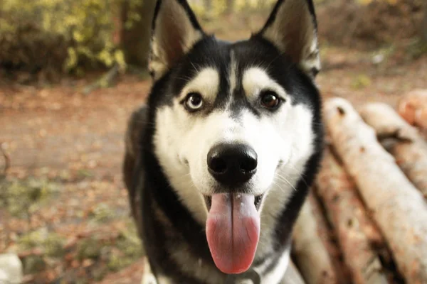 Szibériai Husky Őszi Erdő Sárga Tollas Levelek Fekete Fehér Kutya — Stock Fotó