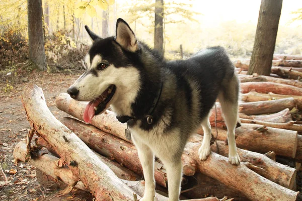 秋の森のシベリアン ハスキー 黄色の羽を残します 黒と白の犬 — ストック写真