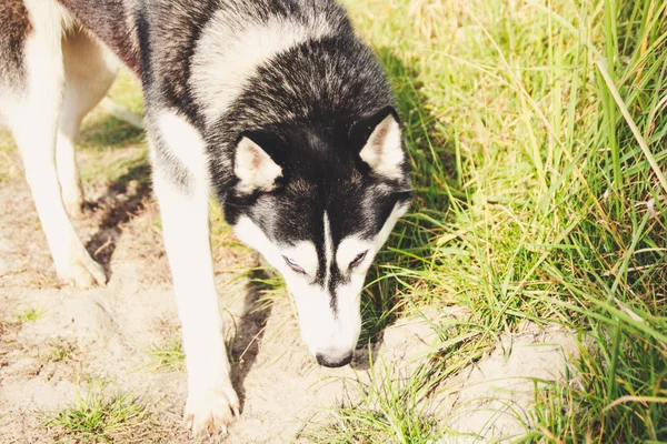 Dos Husky Siberianos Caminan Campo Cavan Pozos Perros Blancos Negros —  Fotos de Stock