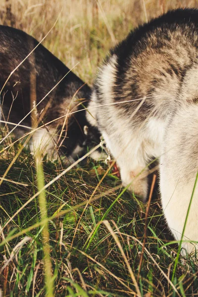 Dois Husky Siberianos Caminham Campo Cavam Poços Cães Pretos Brancos — Fotografia de Stock