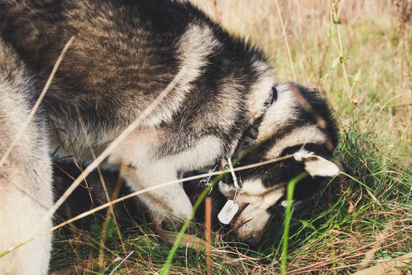 Dois Husky Siberianos Caminham Campo Cavam Poços Cães Pretos Brancos — Fotografia de Stock