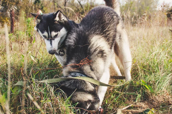 Två Siberian Husky Walk Fältet Och Gräva Gropar Svarta Och — Stockfoto