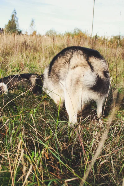 两个西伯利亚哈士奇行走在田野和挖坑 黑白相间的狗 两只狗的游戏 — 图库照片