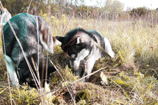Dois Husky Siberianos Caminham Campo Cavam Poços Cães Pretos Brancos — Fotografia de Stock