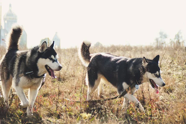 Dois Husky Siberianos Caminham Campo Cavam Poços Cães Pretos Brancos — Fotografia de Stock