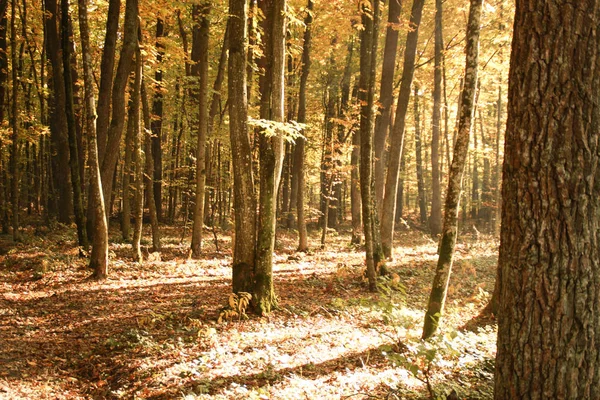 Sonbahar Geliyor Sarı Orman Güneşli Havalarda Altın Sonbahar Düşen Yapraklar — Stok fotoğraf