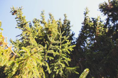 Sonbahar Orman Ukrayna Karpat Dağları. Güneş ışınları Ladin ve köknar. Doğal atmosfer