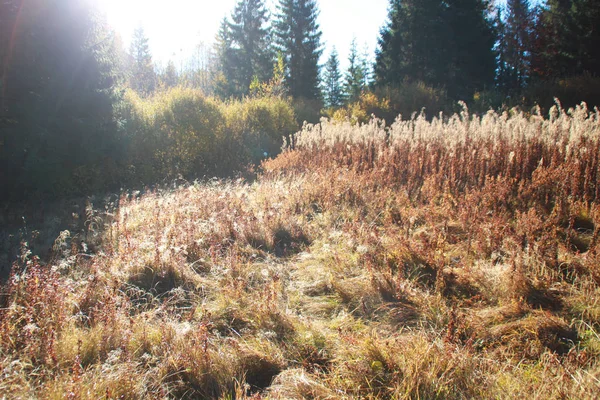 Alba Montagna Mattina Autunno Alba Nel Bosco Foto Del Prato — Foto Stock