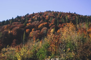 Sonbahar zaman içinde Ukrayna Karpatlar. Sıcak renkli yeşil yaprakları. macera otantik sayısı ruhu. Dünya Güzellik. Ormanlar ve dağlar.