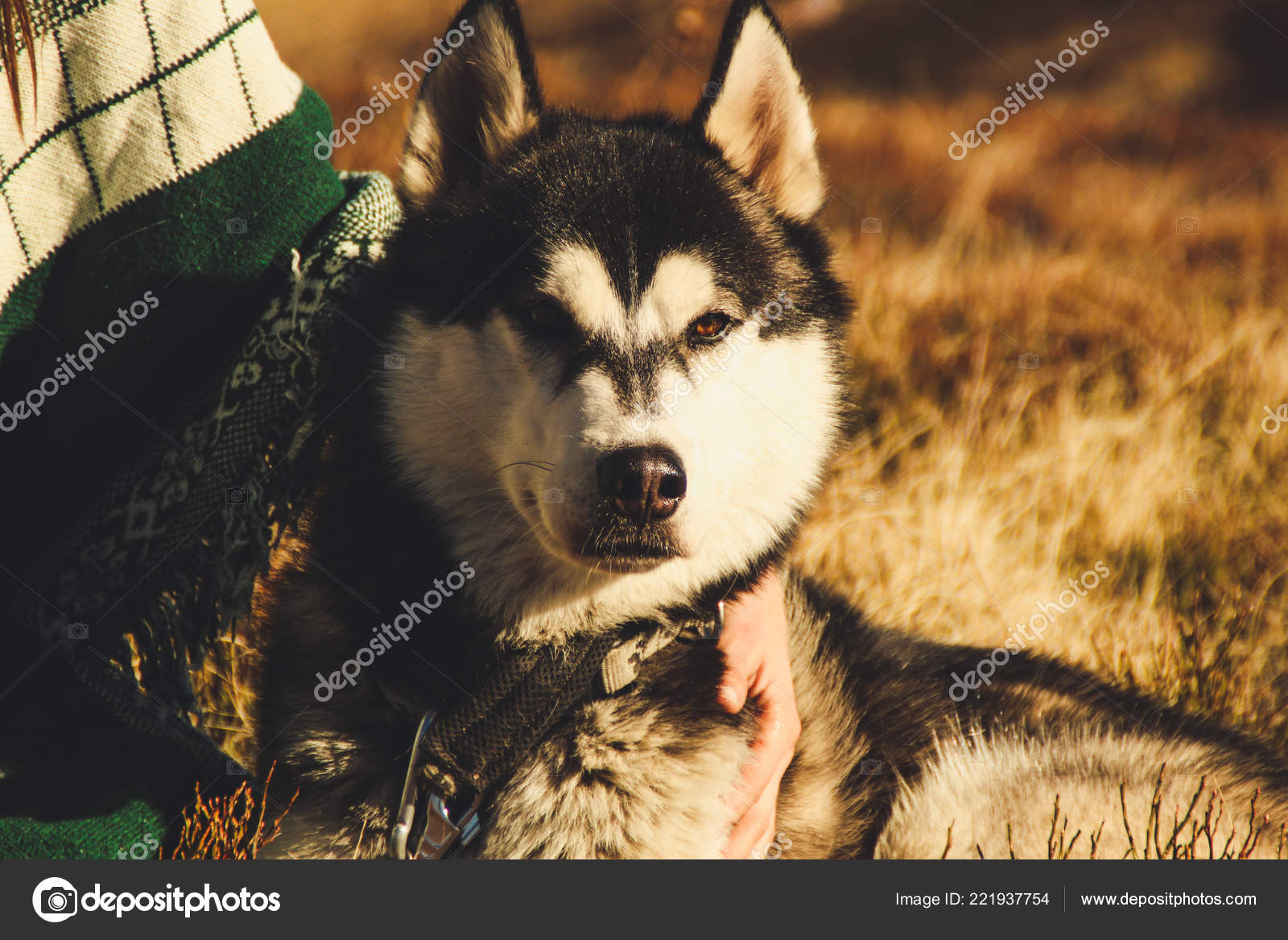 Husky Sibérie Rend Dans Les Carpates Ukrainiennes Chaîne