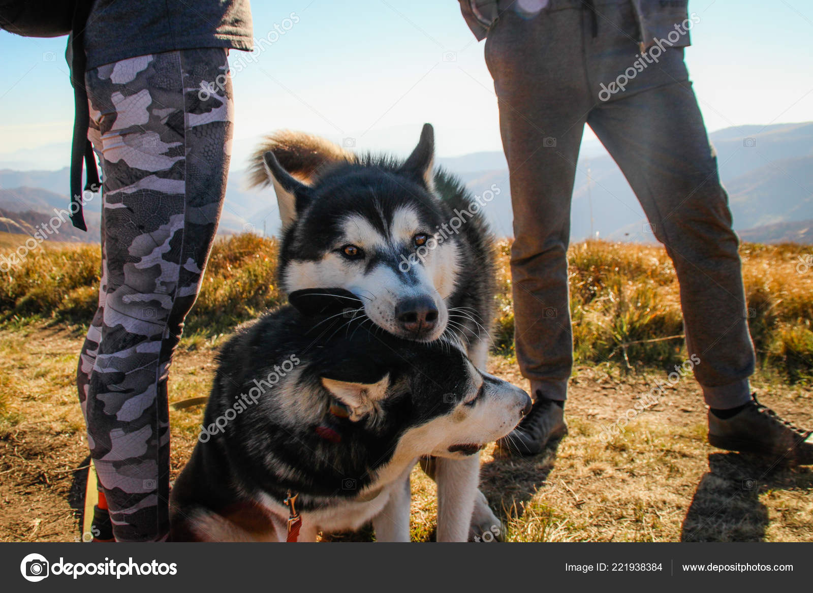 Deux Husky Sibérie Déplace Les Carpates Ukrainiennes Chaîne