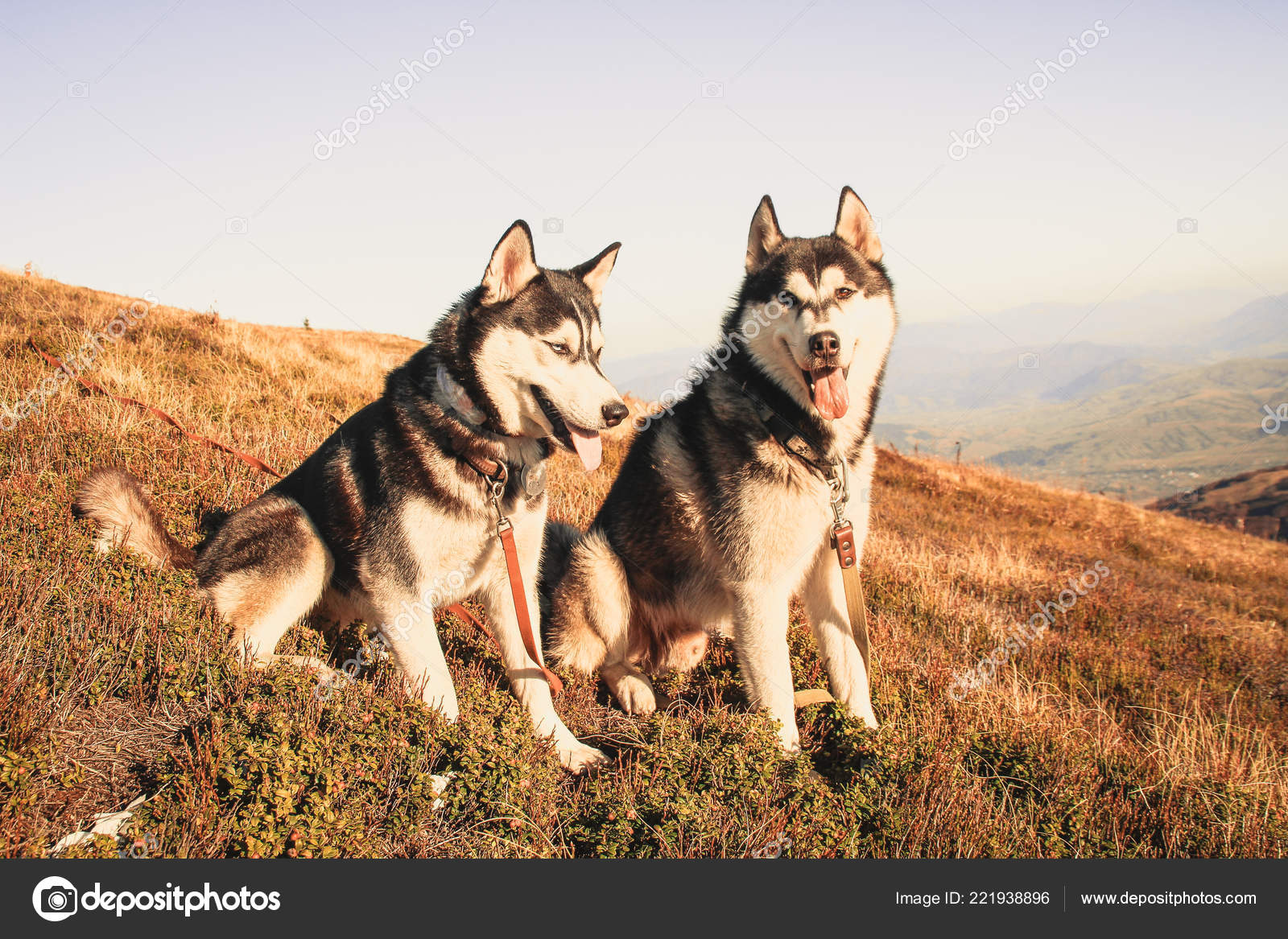 Deux Husky Sibérie Déplace Les Carpates Ukrainiennes Chaîne
