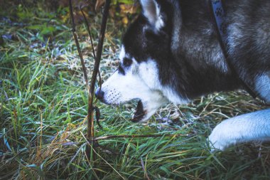 Siberian dış yapraklar Ukrayna Karpatlar yayılıyor. Dağ silsilesi. Siyah ve beyaz köpek sevimli Husky.