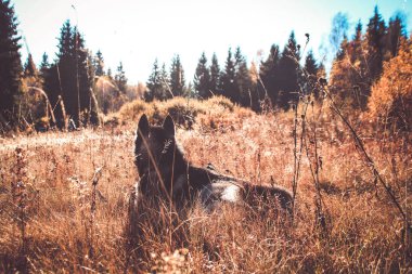 Siberian dış yapraklar Ukrayna Karpatlar yayılıyor. Dağ silsilesi. Siyah ve beyaz köpek sevimli Husky. Sunrise