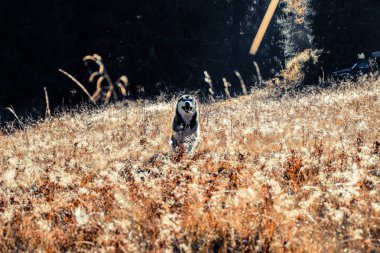 Siberian dış yapraklar Ukrayna Karpatlar yayılıyor. Dağ silsilesi. Siyah ve beyaz köpek sevimli Husky.