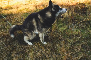 Siberian dış yapraklar Ukrayna Karpatlar yayılıyor. Dağ silsilesi. Siyah ve beyaz köpek sevimli Husky.