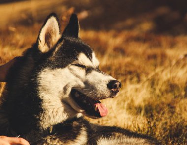 Siberian dış yapraklar Ukrayna Karpatlar yayılıyor. Dağ silsilesi. Siyah ve beyaz köpek sevimli Husky.