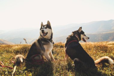 İki Siberian dış yapraklar Ukrayna Karpatlar yayılıyor. Dağ silsilesi. Siyah ve beyaz köpek sevimli Husky. İki köpek oyunu.