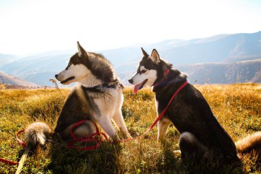 İki Siberian dış yapraklar Ukrayna Karpatlar yayılıyor. Dağ silsilesi. Siyah ve beyaz köpek sevimli Husky. İki köpek oyunu.